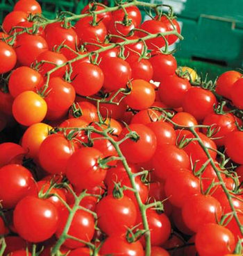 TM781 Sweet Million Cherry Tomatoes